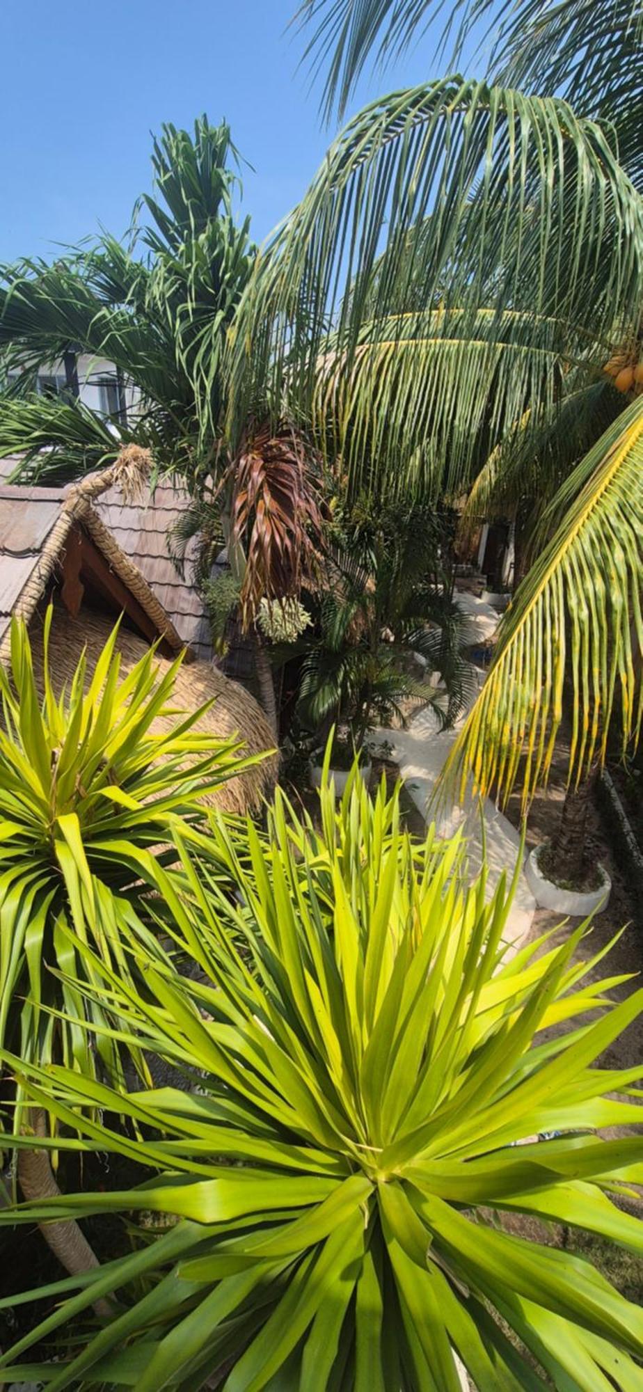 Tricky Trees Sunset Bungalows Gili Air Ngoại thất bức ảnh